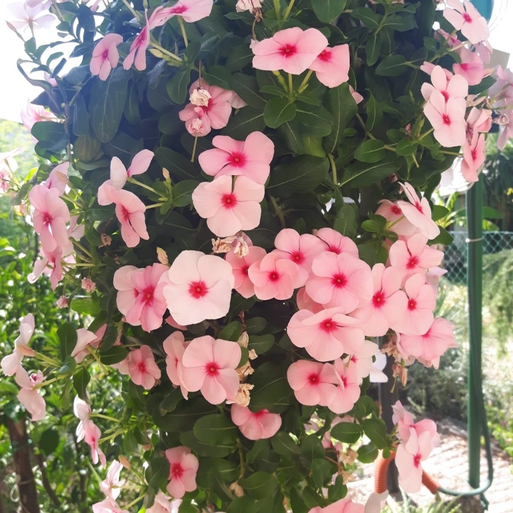 Meet your Posher, Sonia